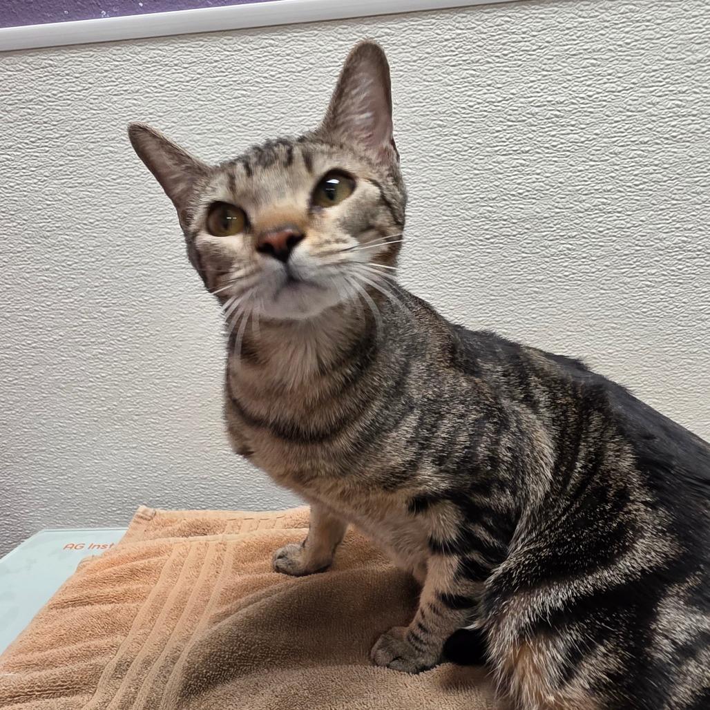 Enlarge Tazie, a Adoptable Domestic Short Hair in Albuquerque, NM image 3/4