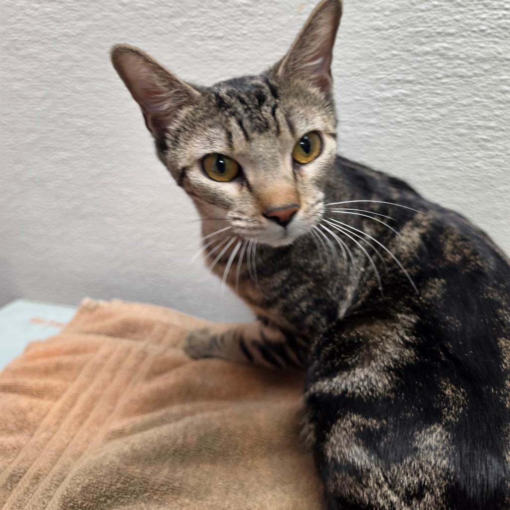 Enlarge Tazie, a Adoptable Domestic Short Hair in Albuquerque, NM image 4/4
