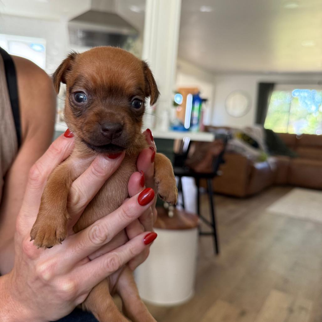 Jett, adopted, Puppy Male Chihuahua & Mixed Breed.