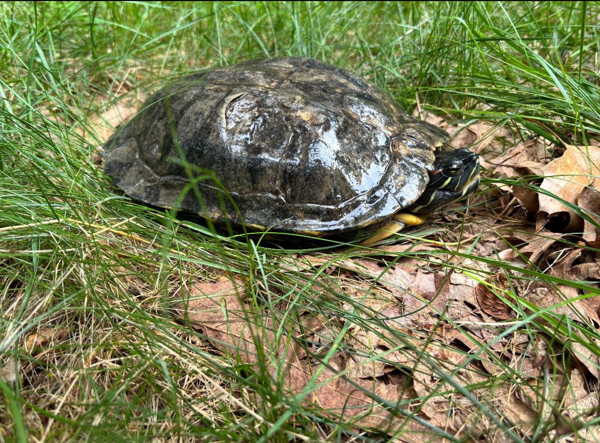 Marge, Adult Female unknown