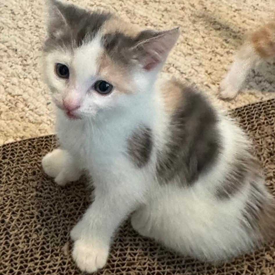 Wasabi, Adoptable, Kitten Female Domestic Short Hair.
