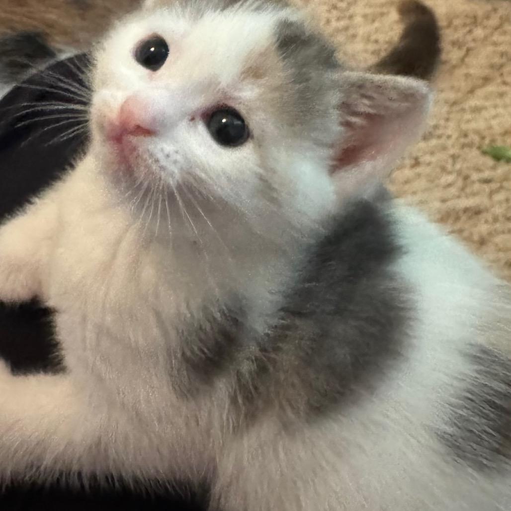 Enlarge Wasabi, a Adoptable Domestic Short Hair in Frederick, MD image 2/3