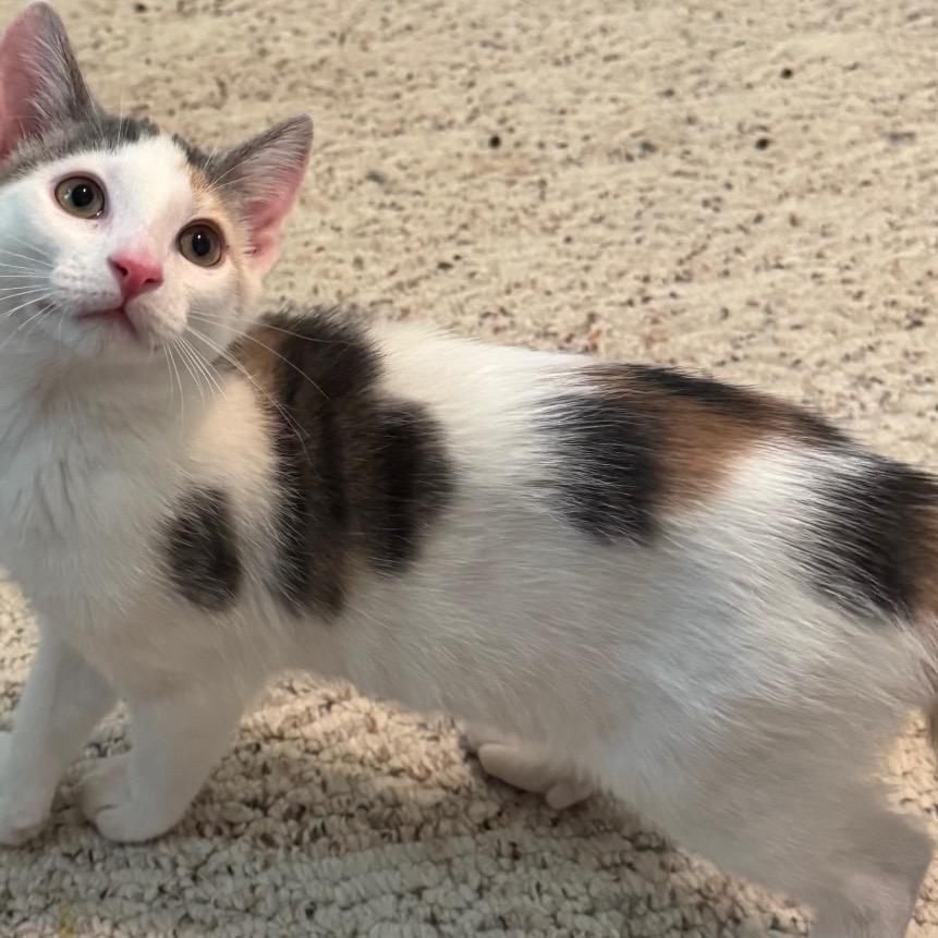 Enlarge Wasabi, a Adoptable Domestic Short Hair in Frederick, MD image 3/3