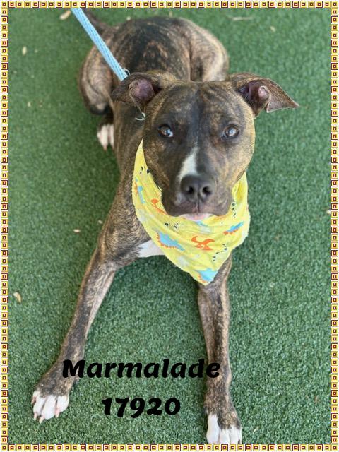 MARMALADE, a ADOPTABLE mixed breed in Marietta, GA image 6/6