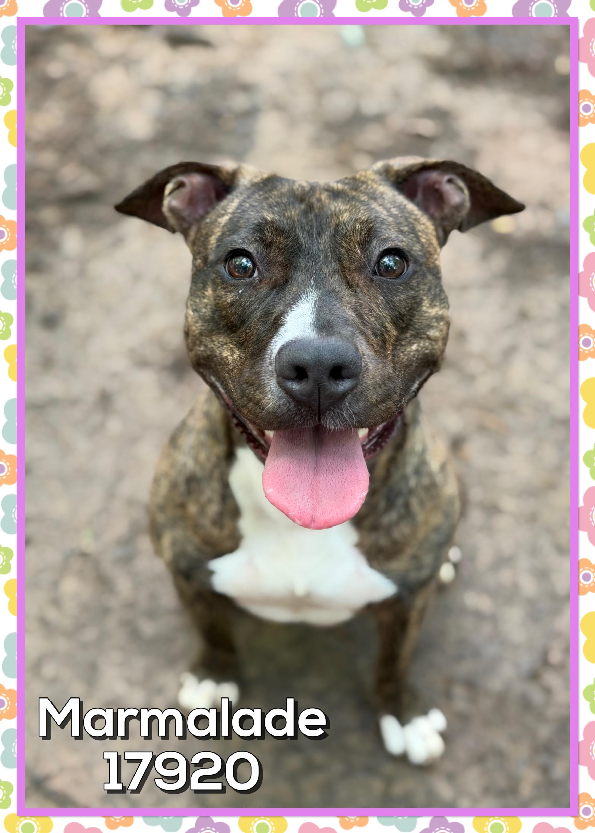 MARMALADE, ADOPTABLE, Young Female American Bully & Pit Bull Terrier.