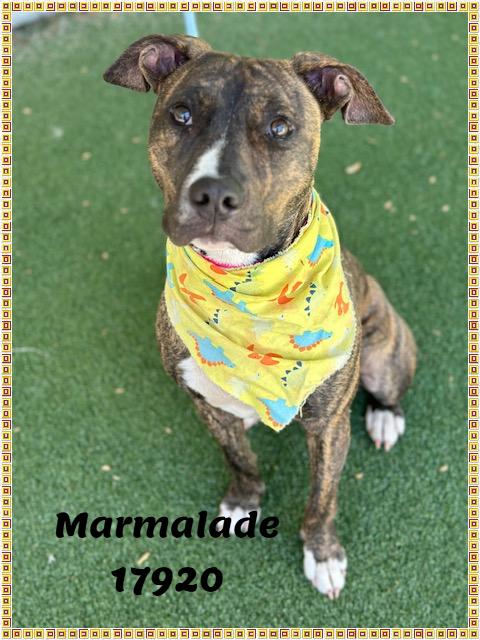 MARMALADE, ADOPTABLE, Young Female American Bully & Pit Bull Terrier.