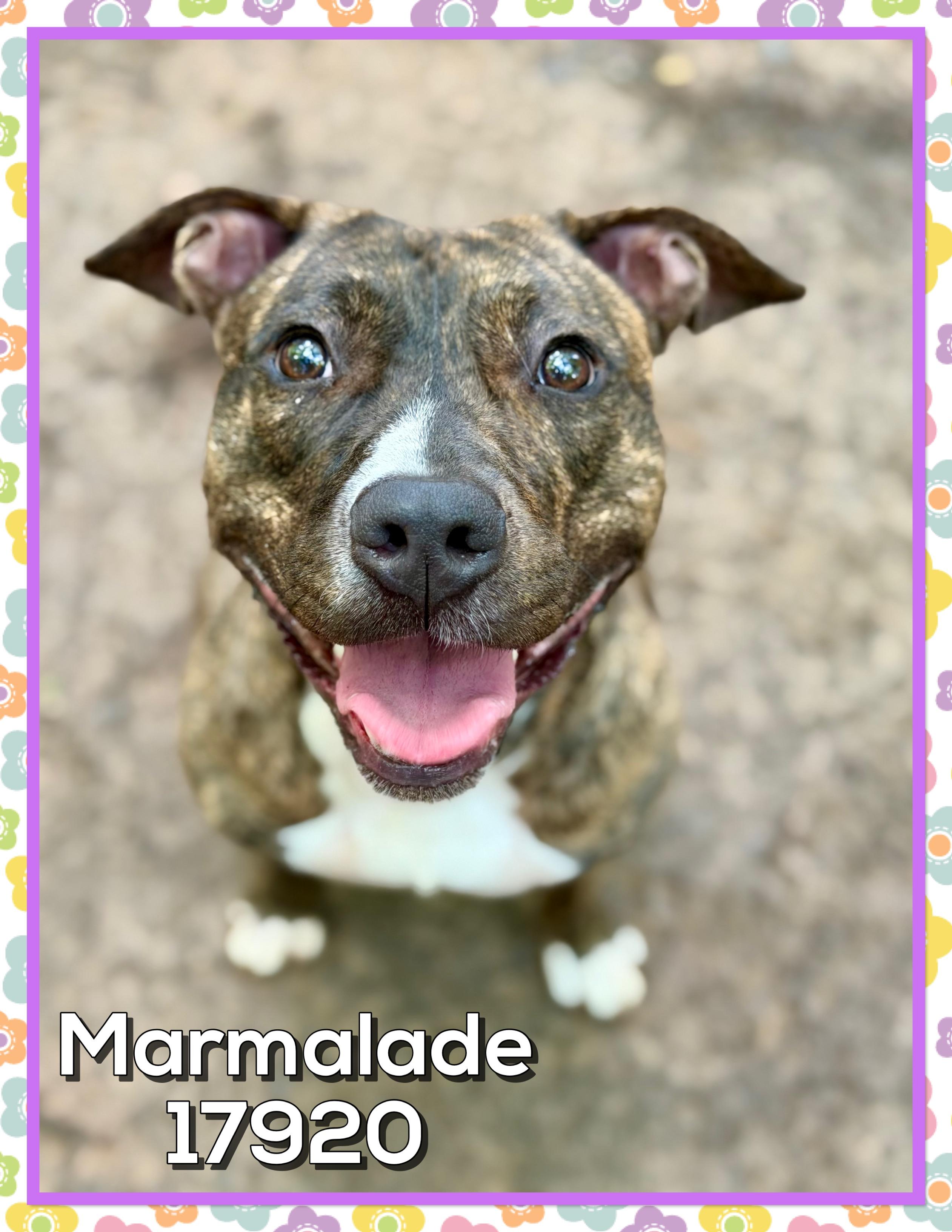 MARMALADE, a ADOPTABLE mixed breed in Marietta, GA image 4/6