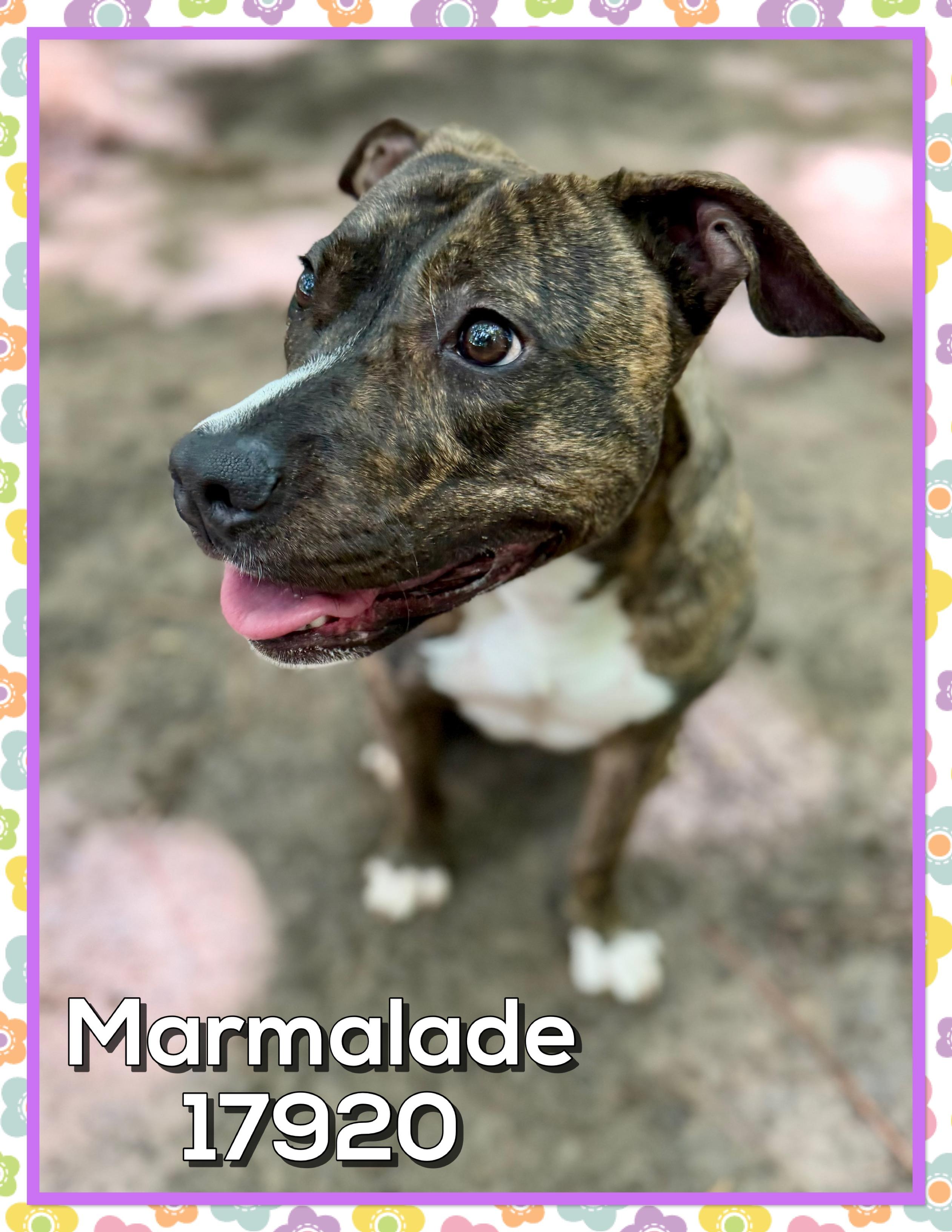 MARMALADE, a ADOPTABLE mixed breed in Marietta, GA image 2/6