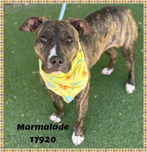 MARMALADE, a ADOPTABLE mixed breed in Marietta, GA image 3/6