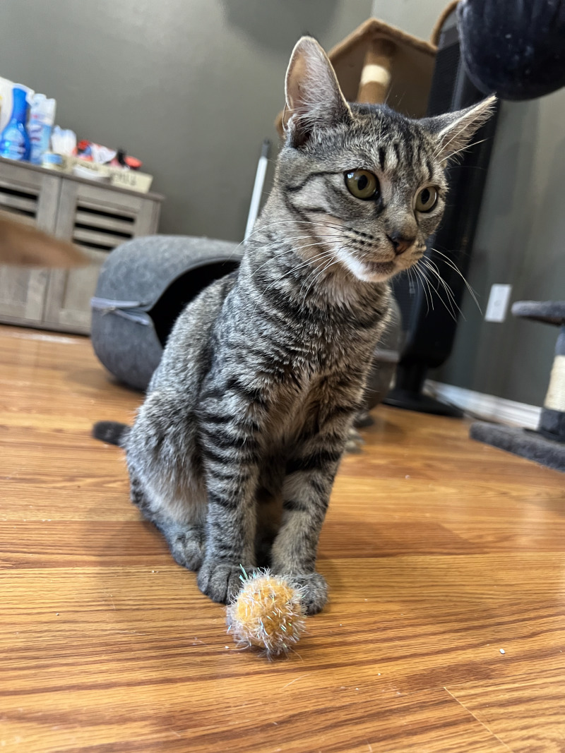 Cat for adoption Daphne Bridgerton, a Domestic Short Hair Mix in