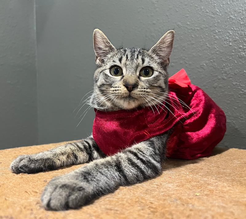 Cat for adoption Daphne Bridgerton, a Domestic Short Hair Mix in