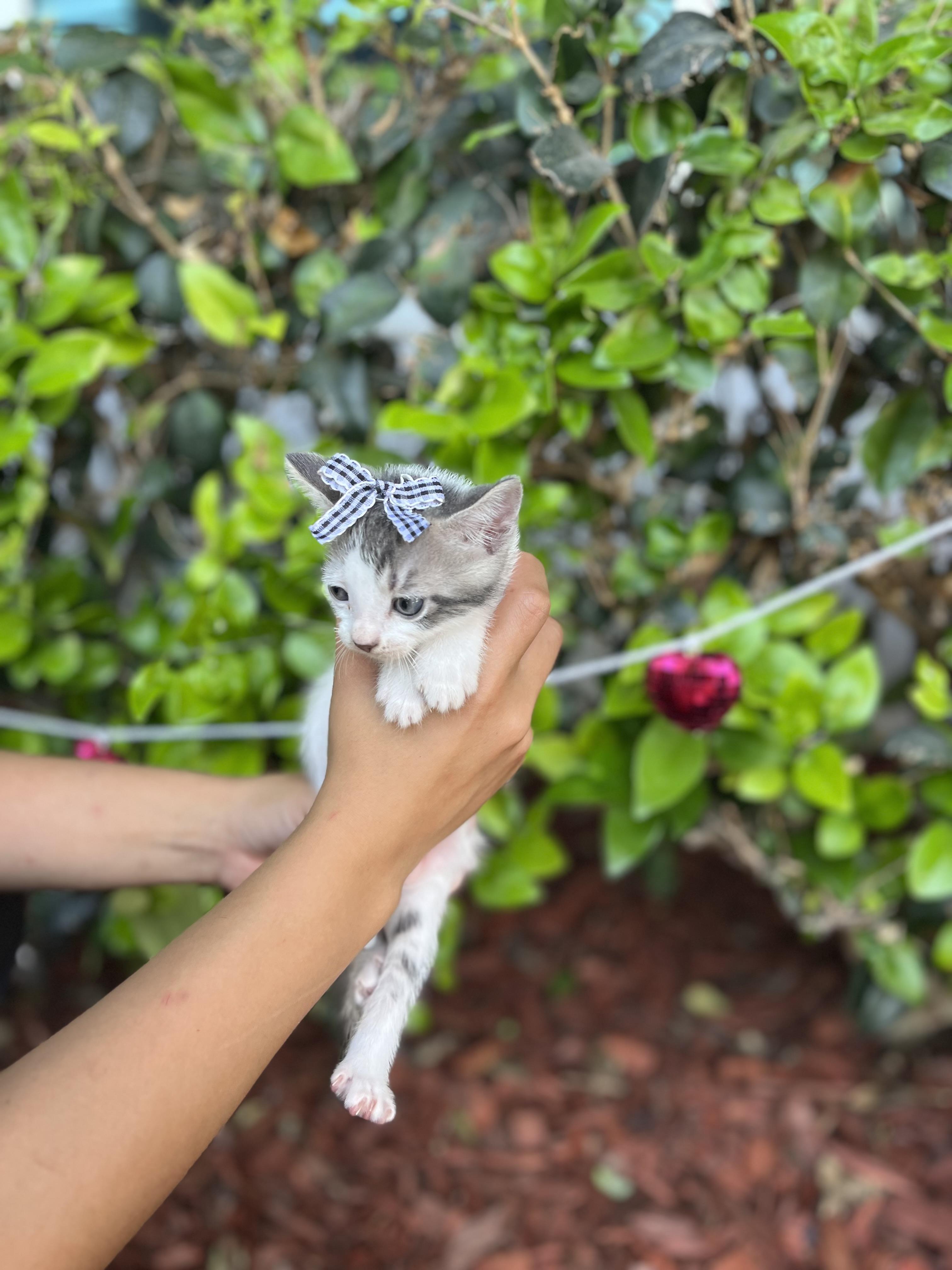 Enlarge GIGI, a Adoptable Domestic Short Hair in South El Monte, CA image 3/5
