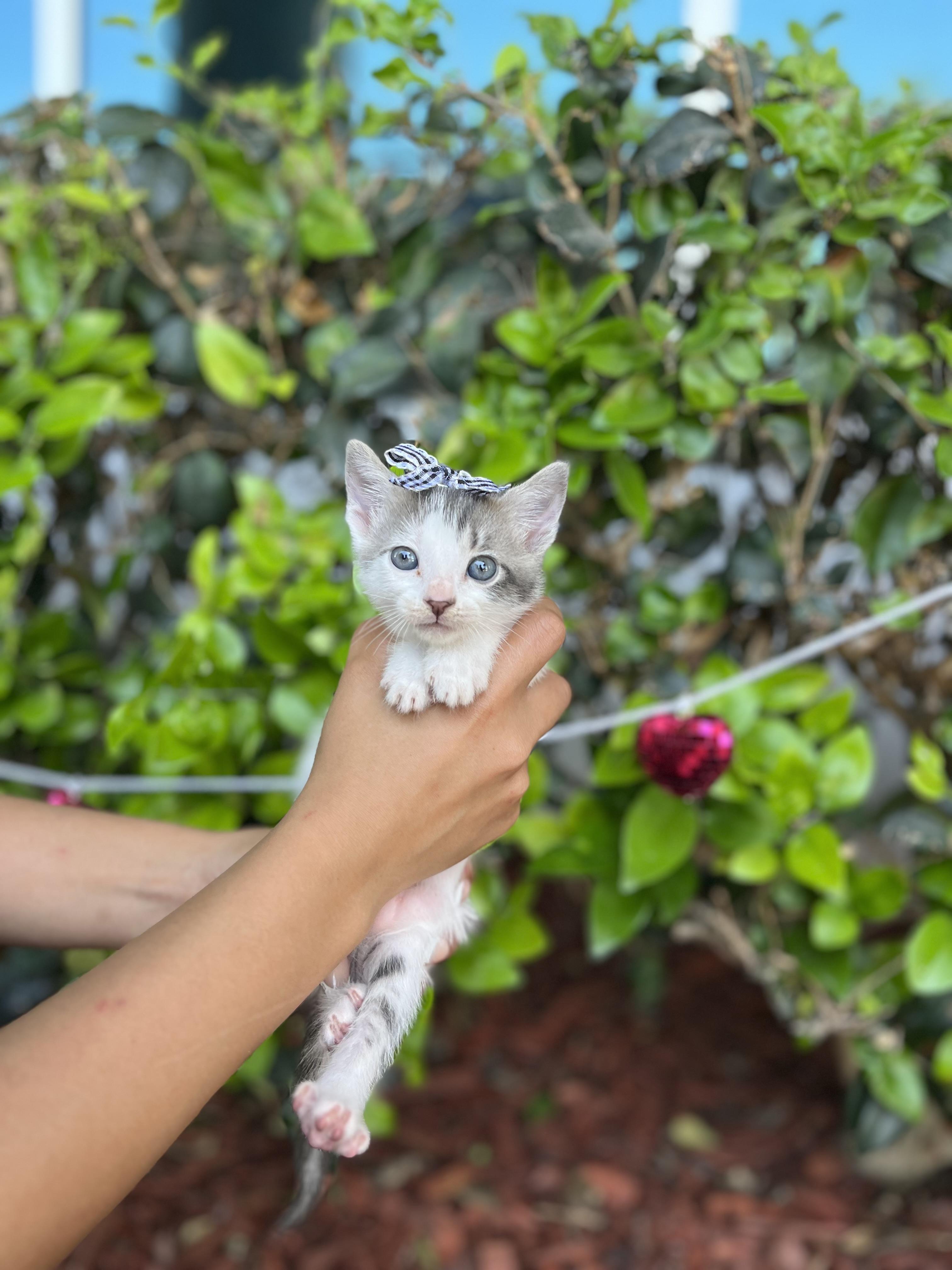 Enlarge GIGI, a Adoptable Domestic Short Hair in South El Monte, CA image 1/5