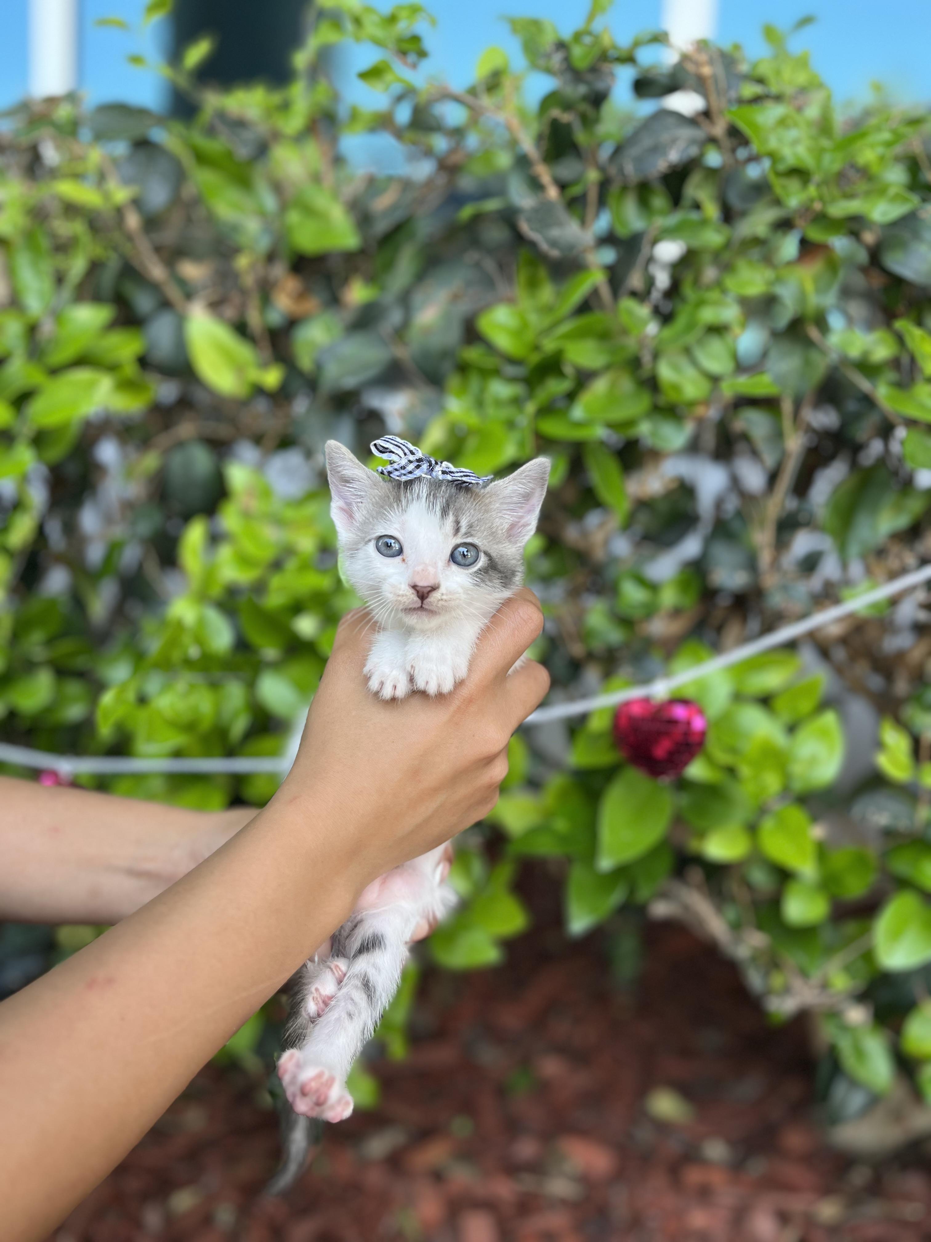 Enlarge GIGI, a Adoptable Domestic Short Hair in South El Monte, CA image 5/5
