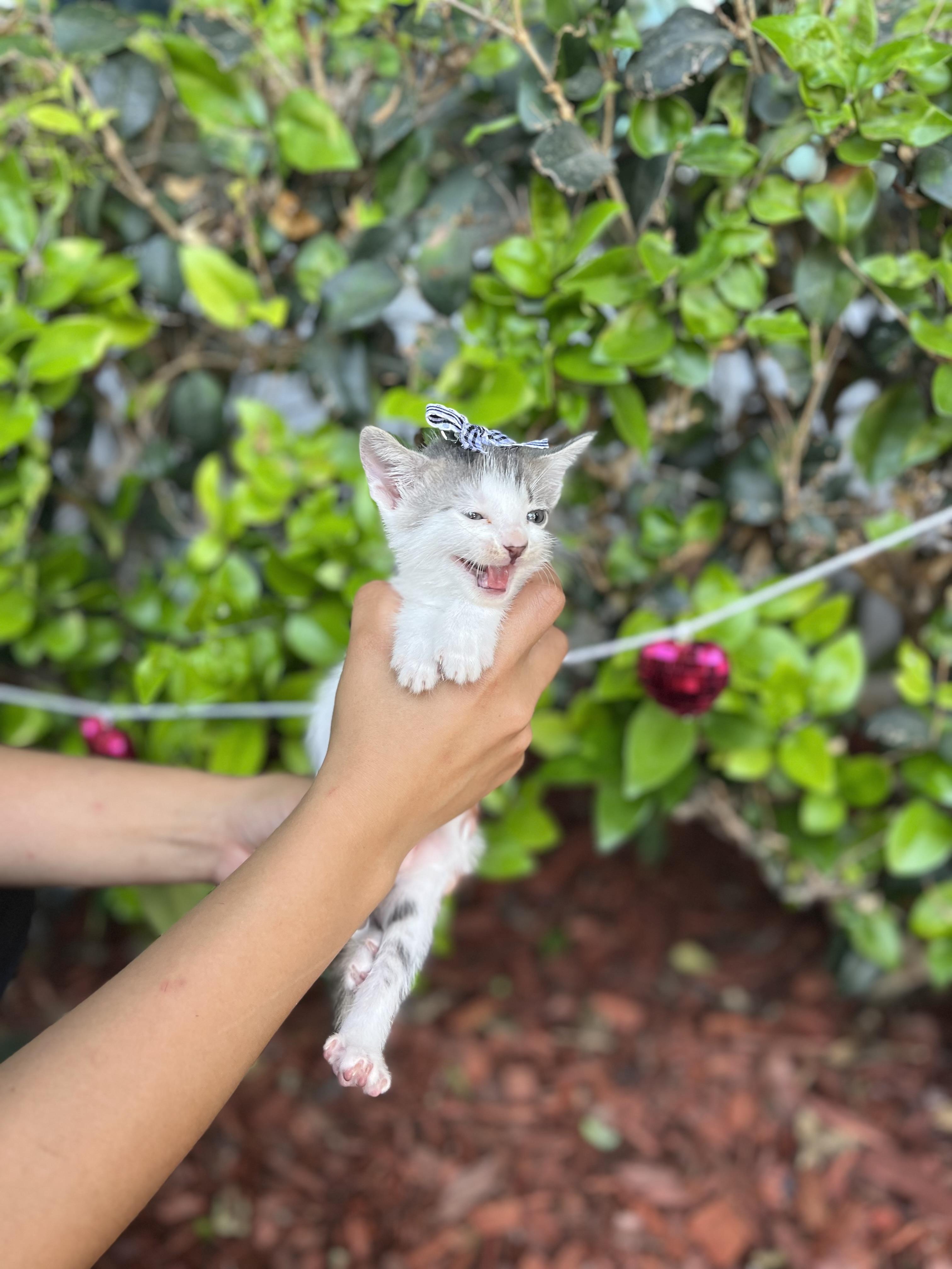 Enlarge GIGI, a Adoptable Domestic Short Hair in South El Monte, CA image 2/5