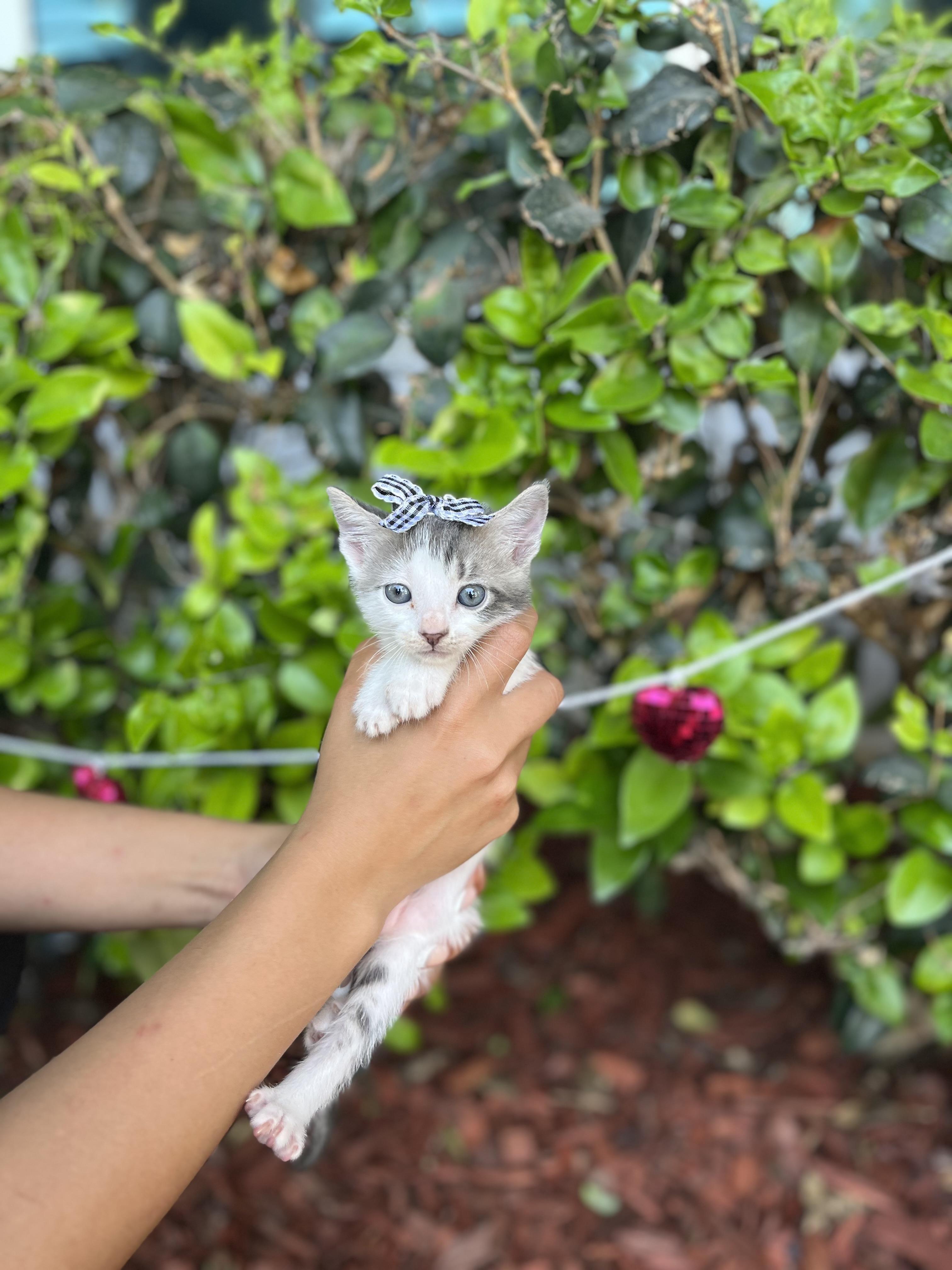 Enlarge GIGI, a Adoptable Domestic Short Hair in South El Monte, CA image 4/5