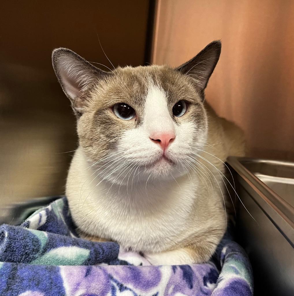 Enlarge Bandito, a Adoptable mixed breed in Logan, UT image 1/1