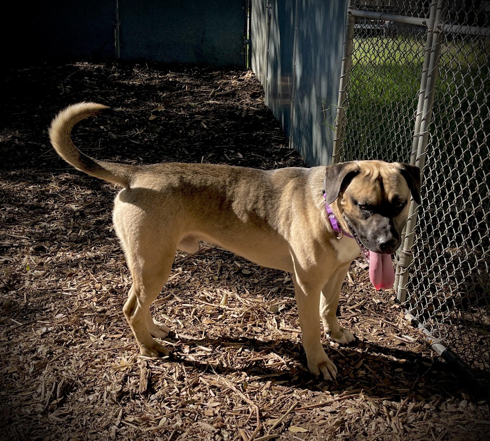 Bubba, ADOPTABLE, Adult Male Japanese Akita .