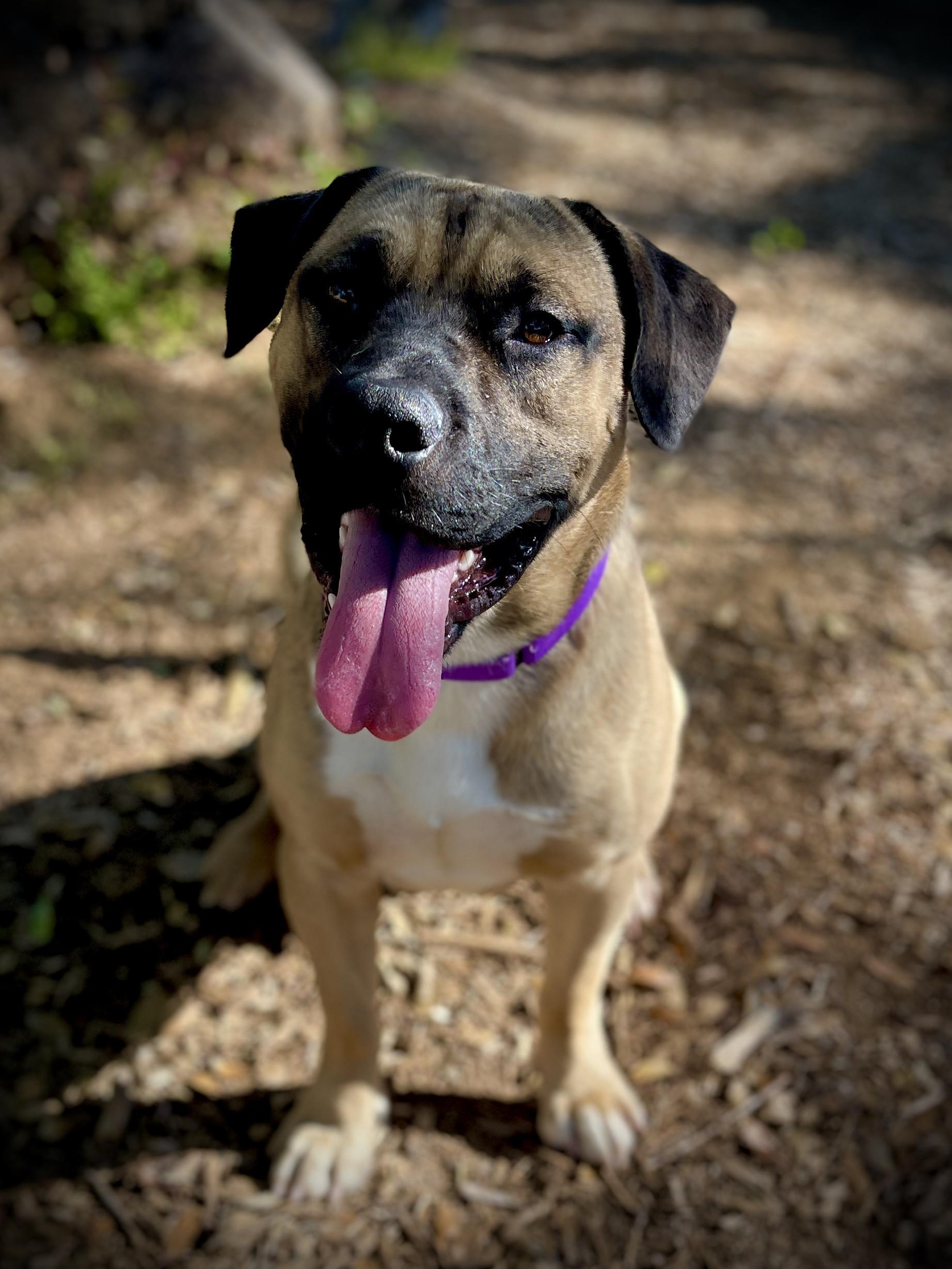 Enlarge Bubba, a ADOPTABLE mixed breed in San Andreas, CA image 6/6