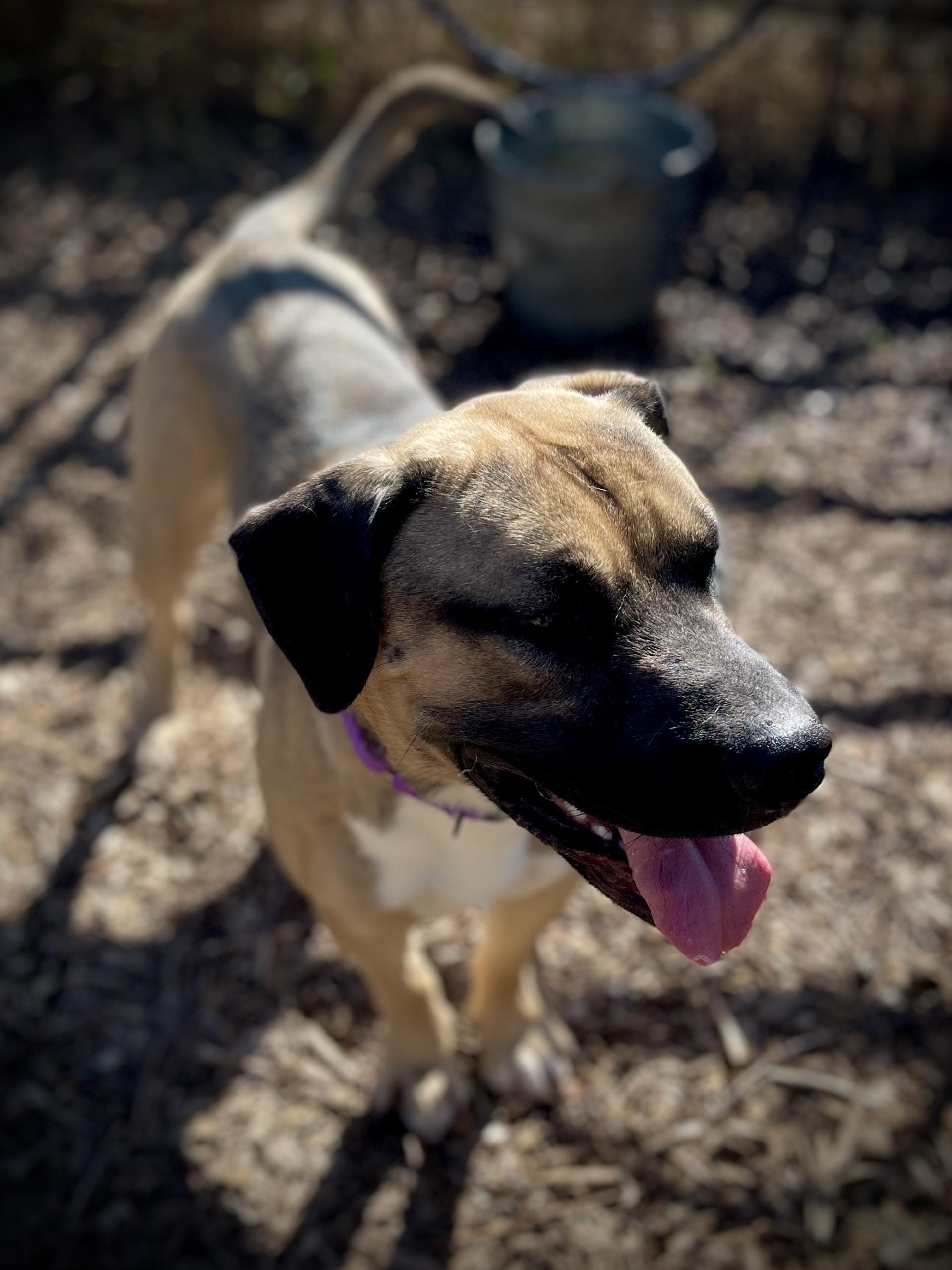 Enlarge Bubba, a ADOPTABLE mixed breed in San Andreas, CA image 3/6