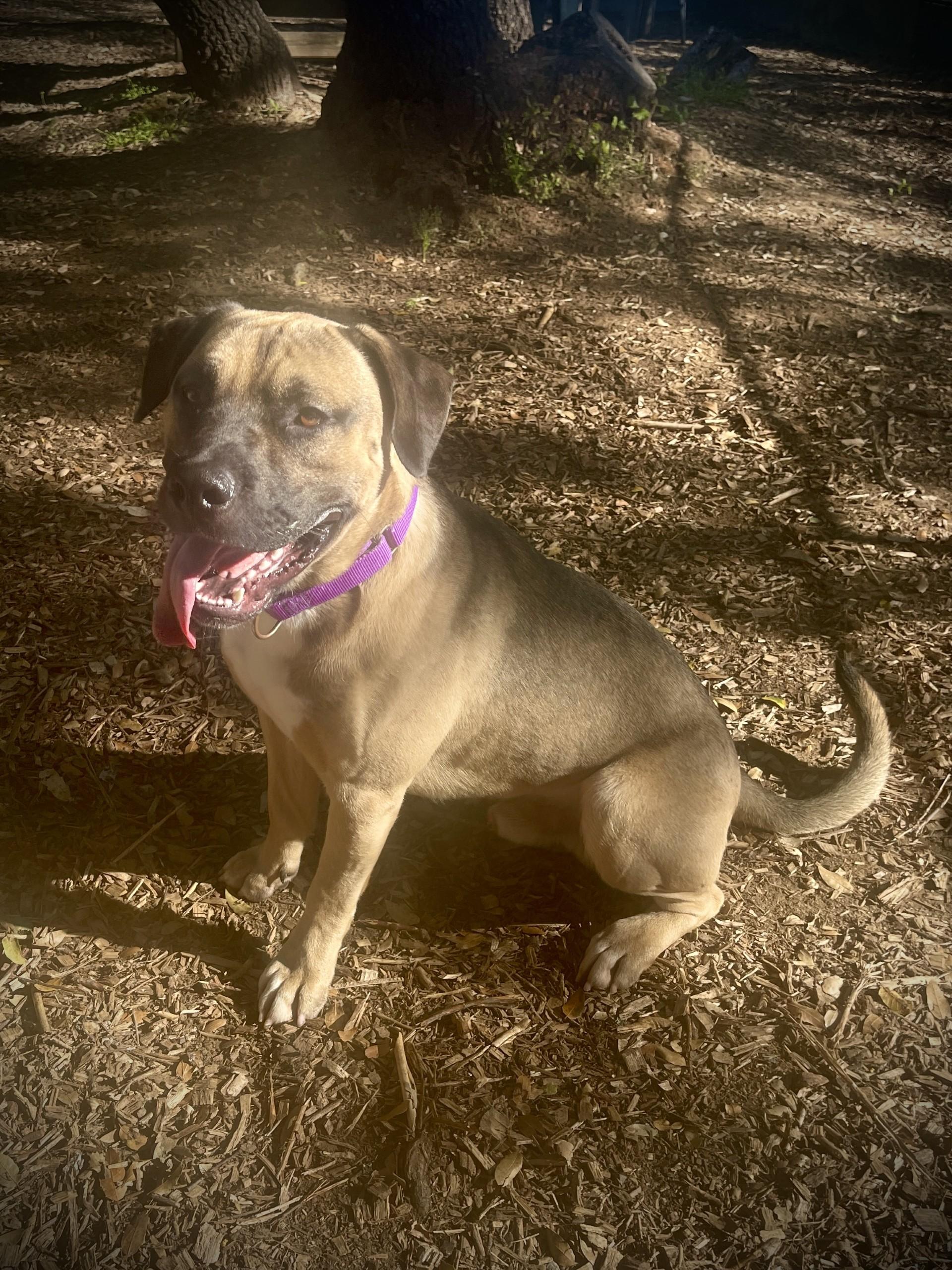 Enlarge Bubba, a ADOPTABLE mixed breed in San Andreas, CA image 4/6