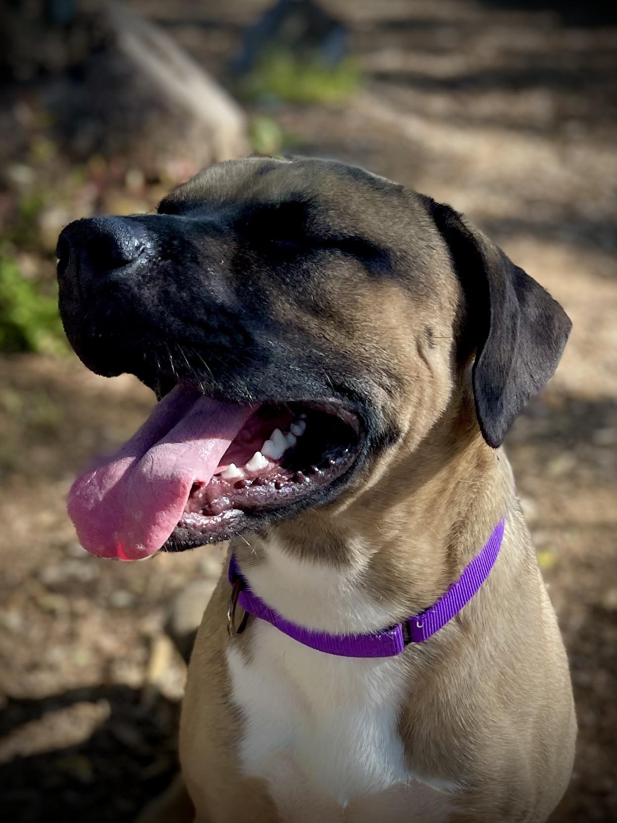 Enlarge Bubba, a ADOPTABLE mixed breed in San Andreas, CA image 2/6