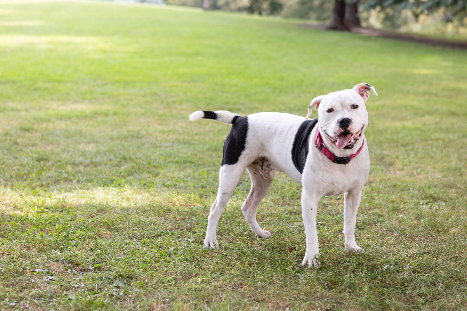Bryce, Adoptable, Young Male Pit Bull Terrier.