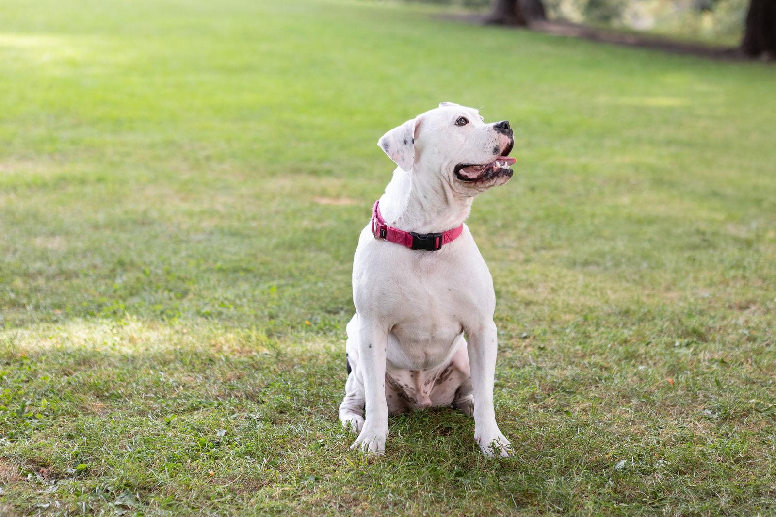 Enlarge Bryce, a Adoptable Pit Bull Terrier in Chicago, IL image 2/3