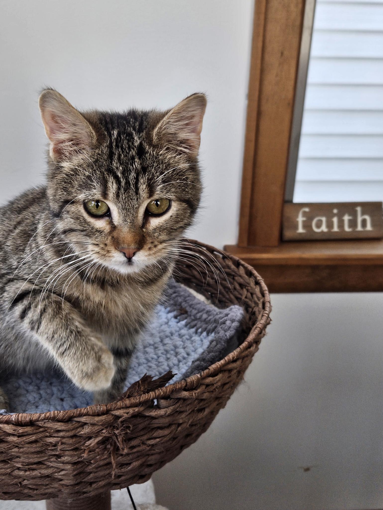 Enlarge Keller, a Adoptable Domestic Short Hair in Wheaton, IL image 1/3