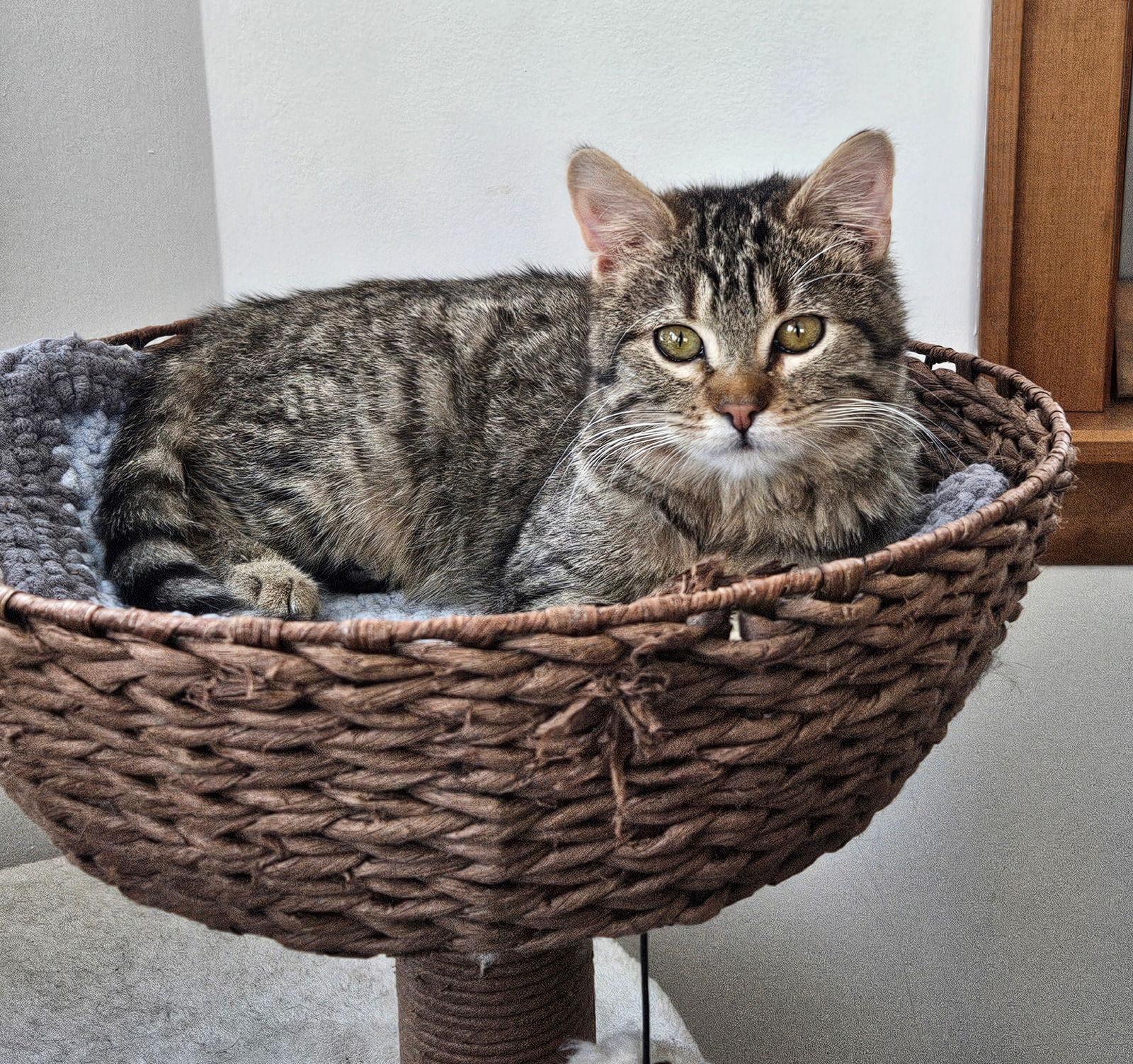 Enlarge Keller, a Adoptable Domestic Short Hair in Wheaton, IL image 2/3