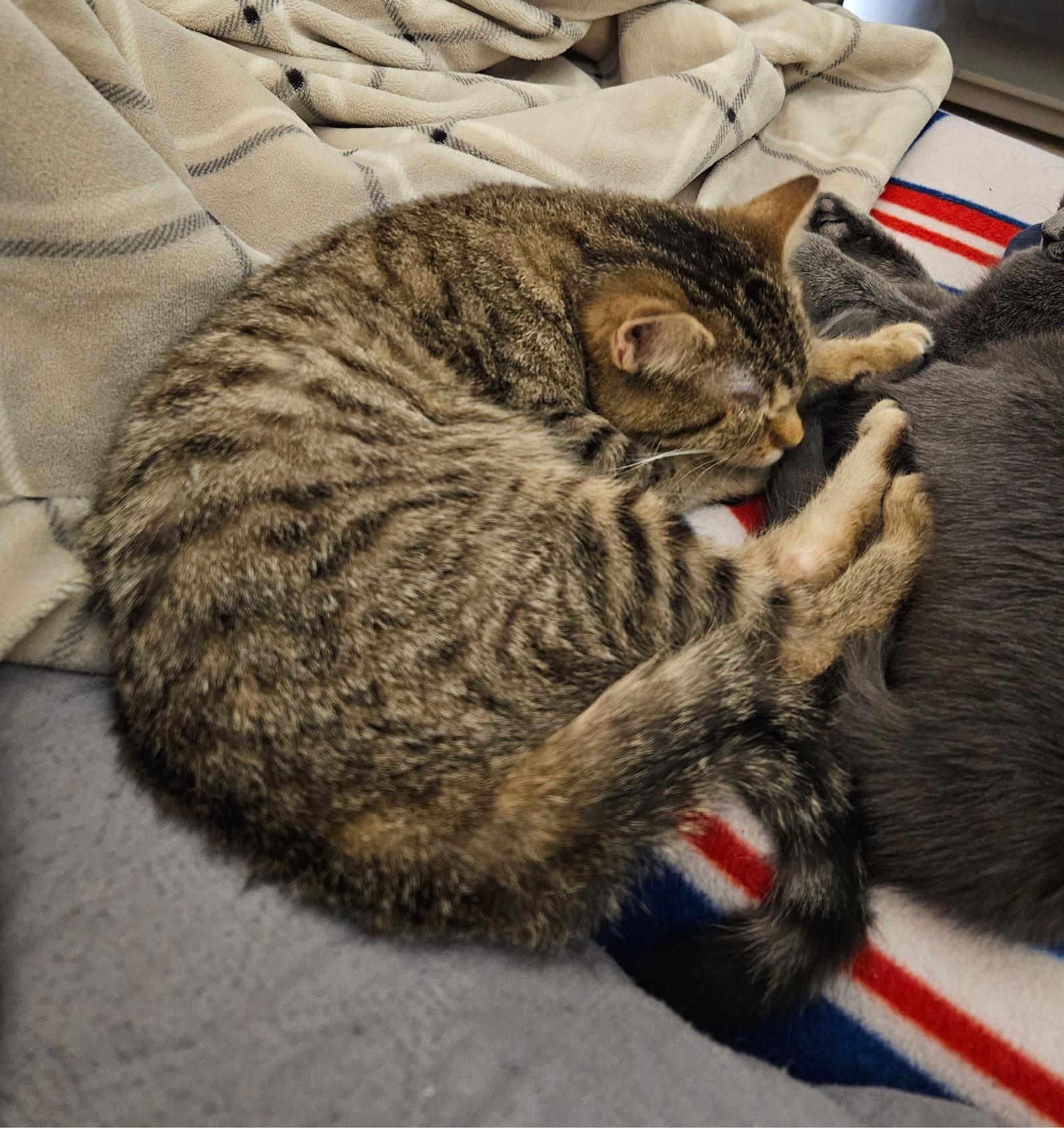 Enlarge Keller, a Adoptable Domestic Short Hair in Wheaton, IL image 3/3