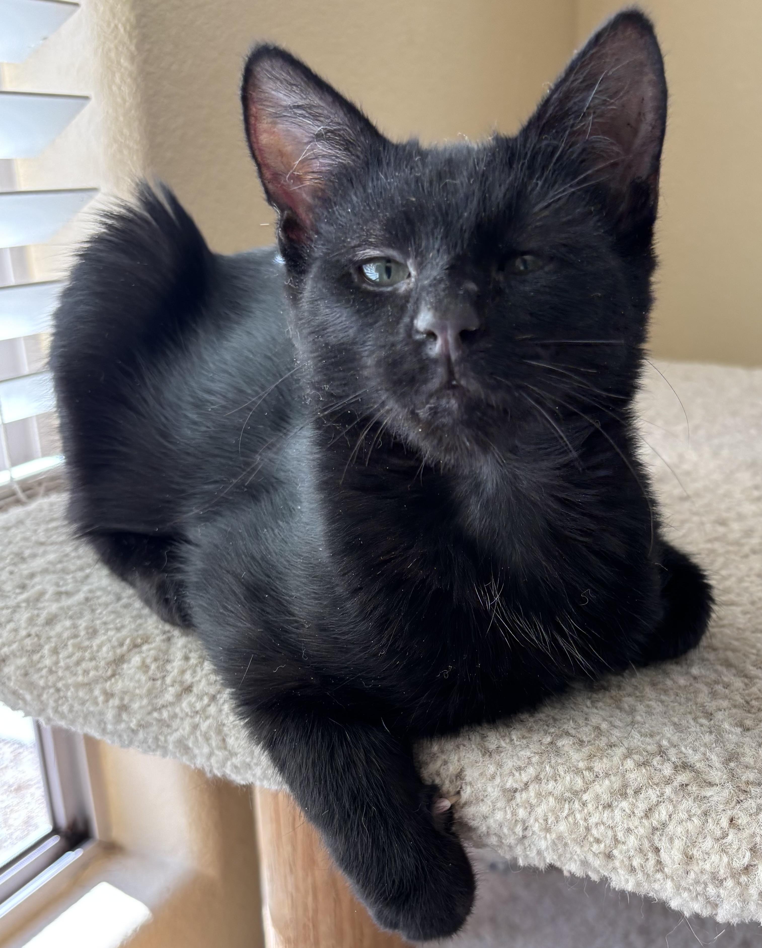 Enlarge Tyler, an adopted Domestic Short Hair in Sierra Vista, AZ image 1/3