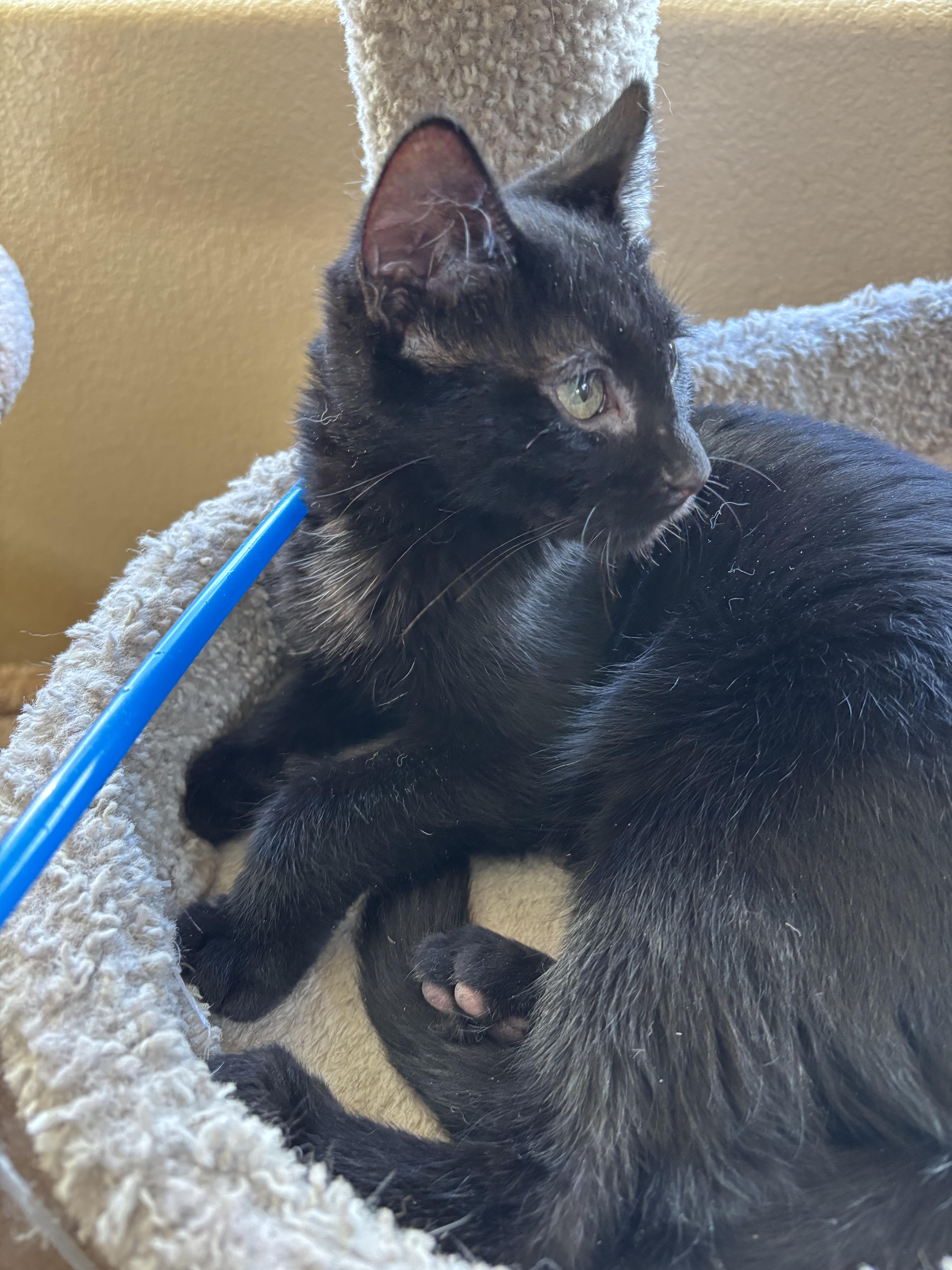 Enlarge Tyler, an adopted Domestic Short Hair in Sierra Vista, AZ image 2/3