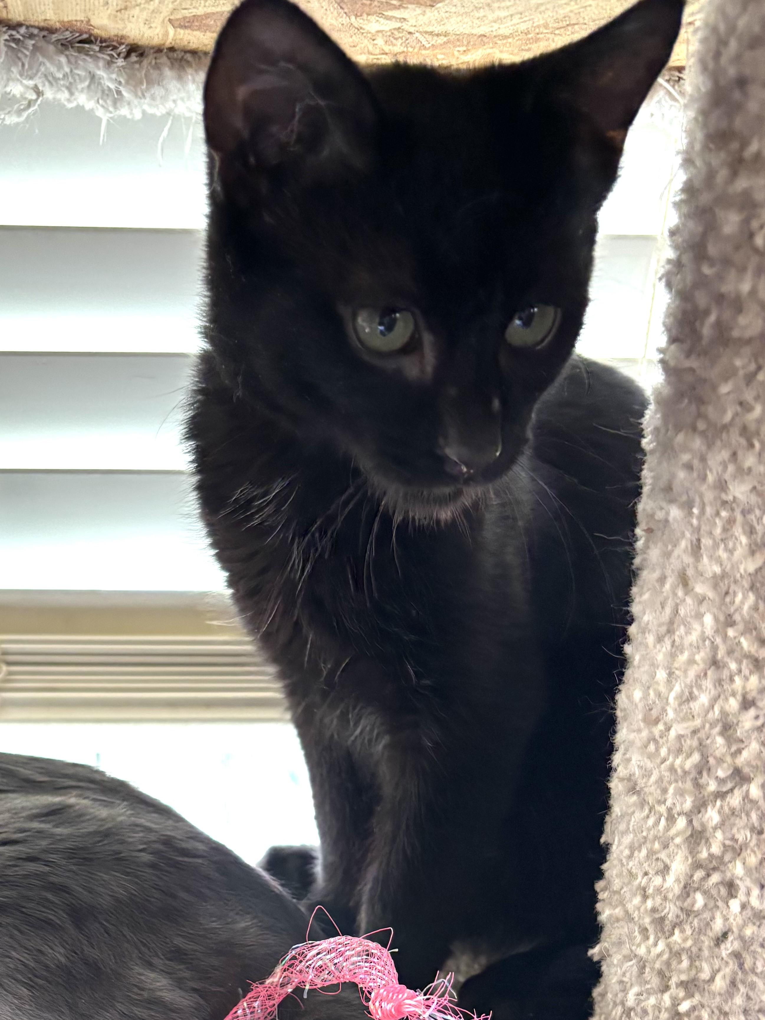 Enlarge Tyler, an adopted Domestic Short Hair in Sierra Vista, AZ image 3/3