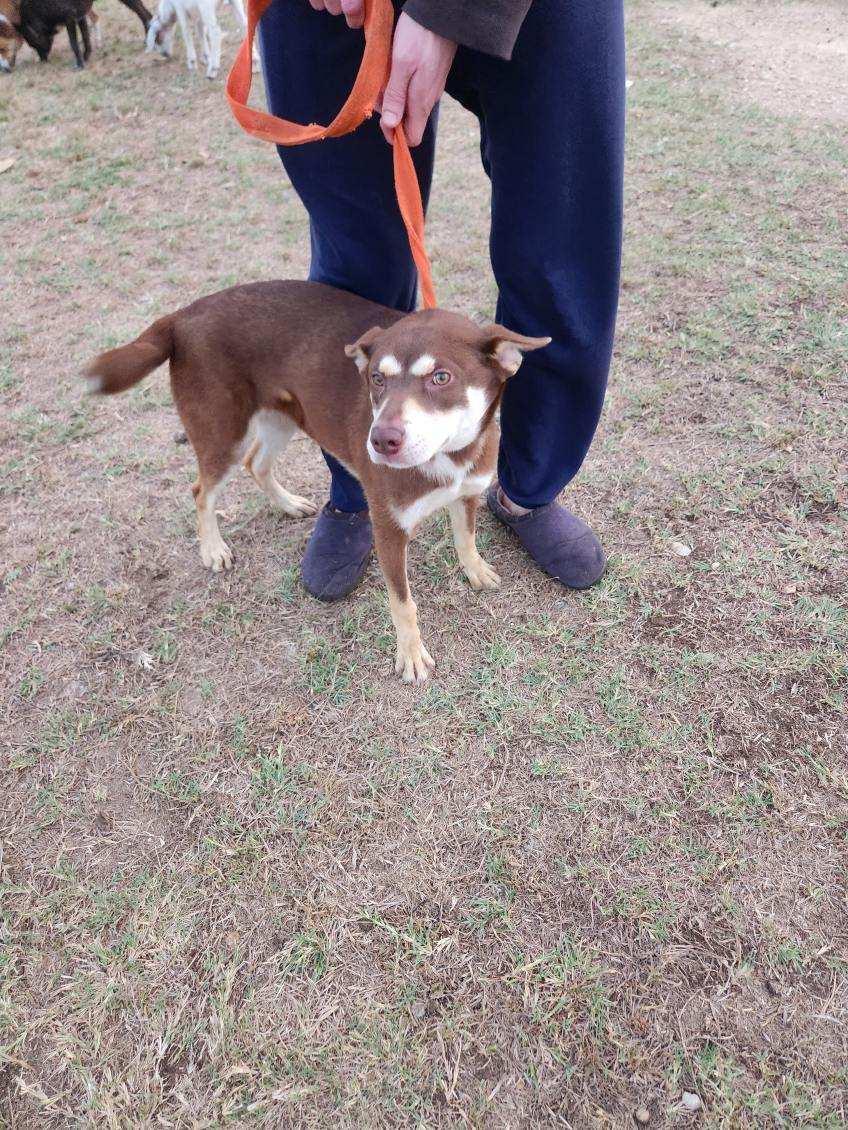 Vanellope, a Adoptable mixed breed in Round Rock, TX image 1/4