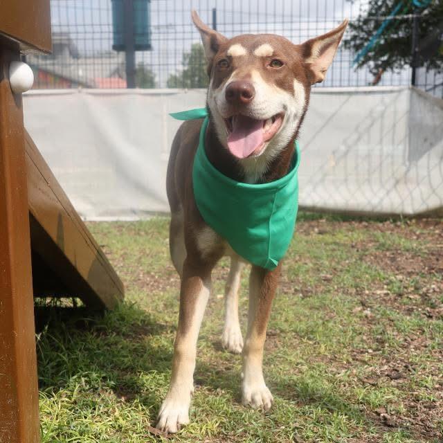 Vanellope, a Adoptable mixed breed in Round Rock, TX image 2/4