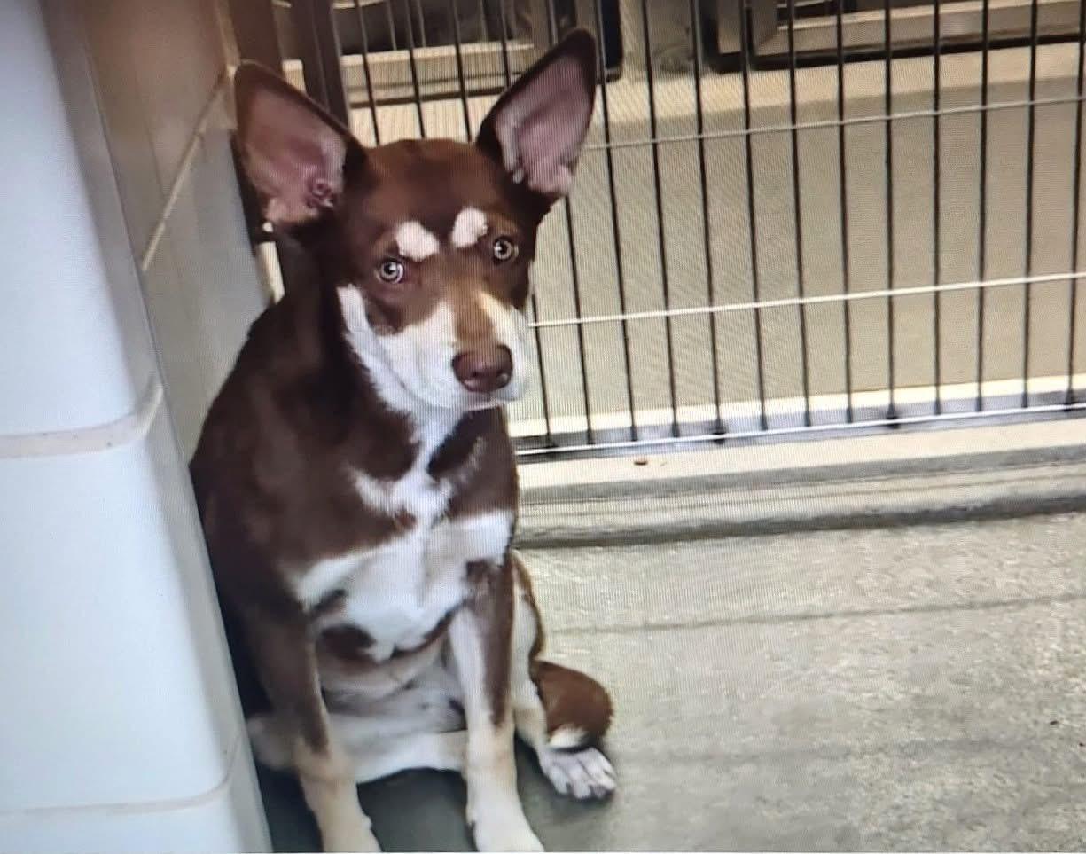 Vanellope, a Adoptable mixed breed in Round Rock, TX image 3/4