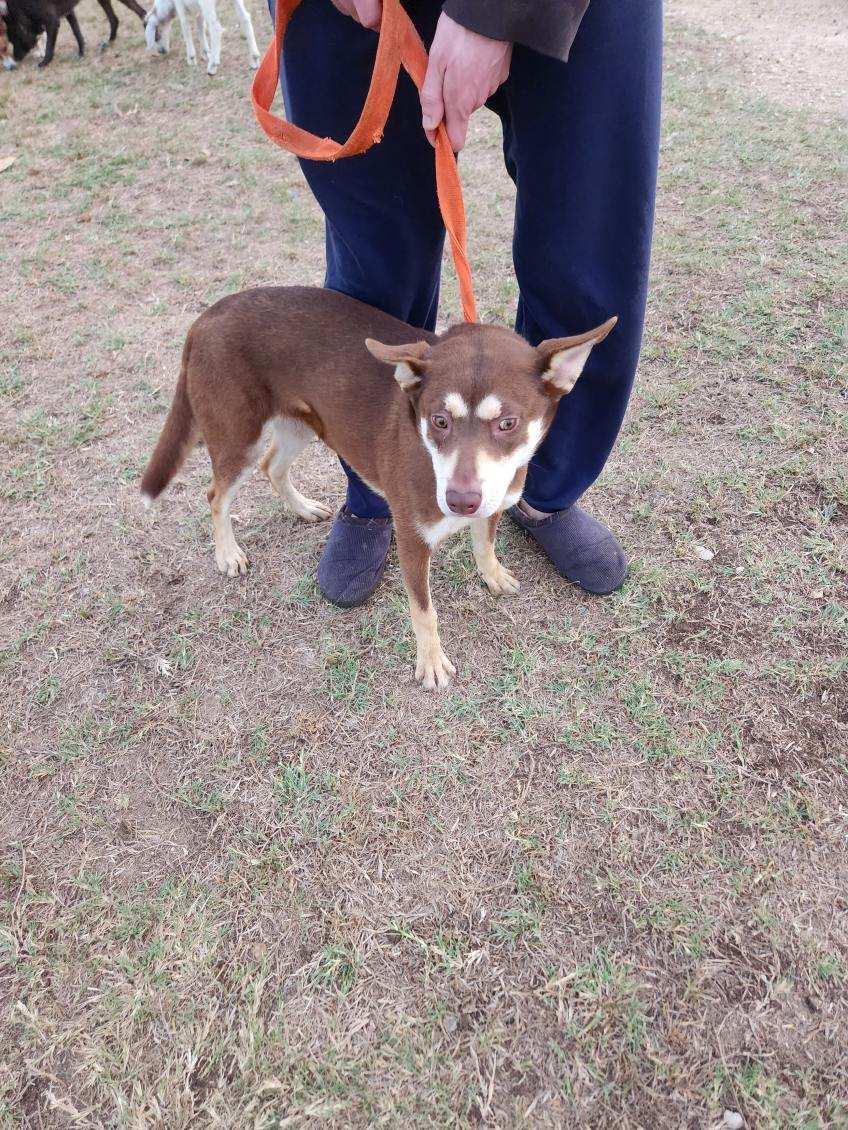 Vanellope, a Adoptable mixed breed in Round Rock, TX image 4/4