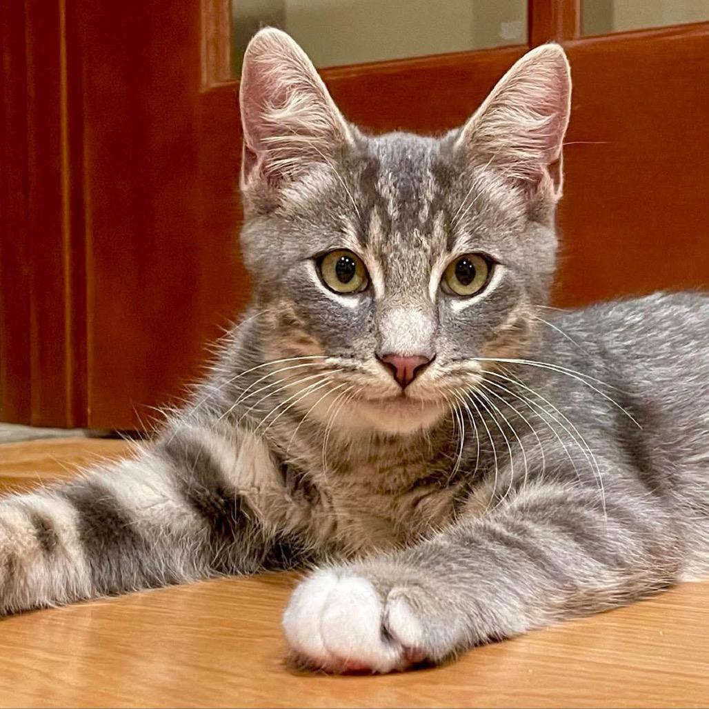 Enlarge Driftwood, a Adoptable Domestic Short Hair in Ferndale, WA image 1/2