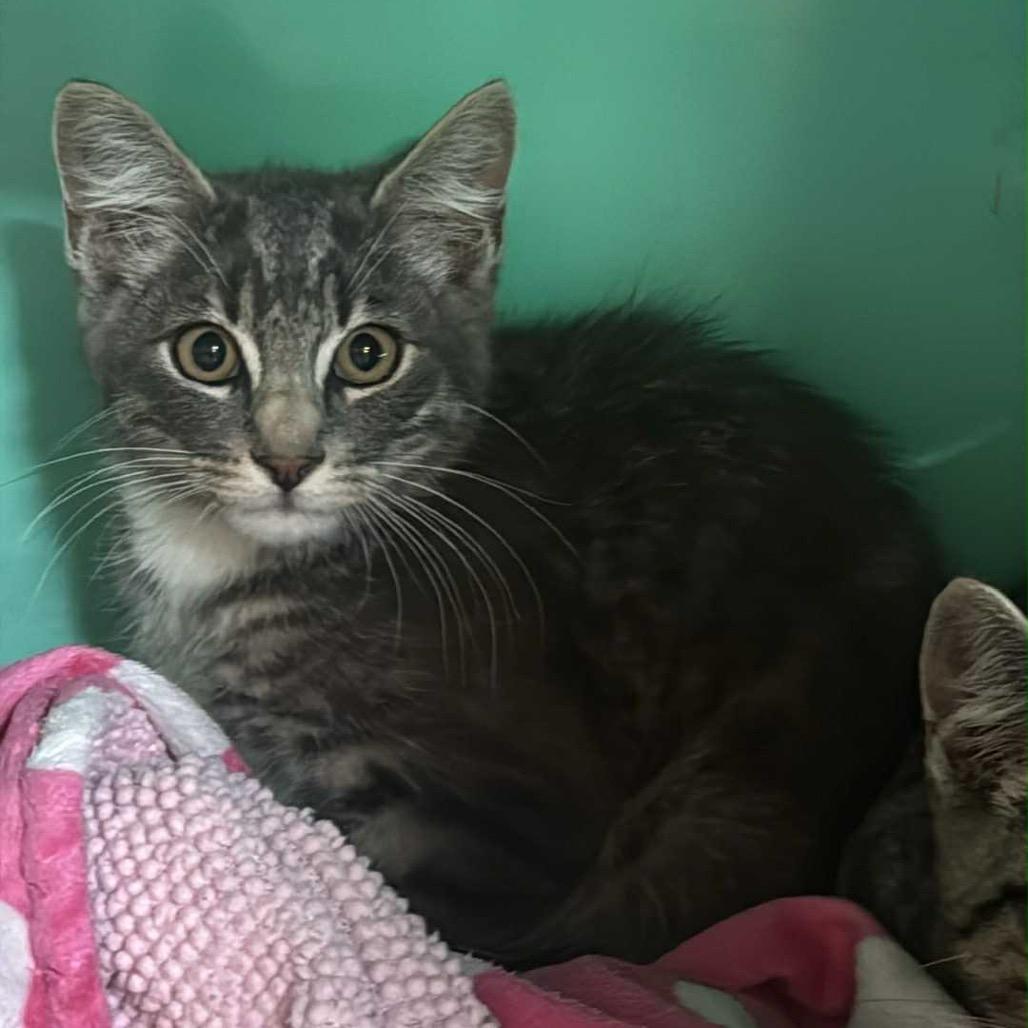 Enlarge Driftwood, a Adoptable Domestic Short Hair in Ferndale, WA image 2/2