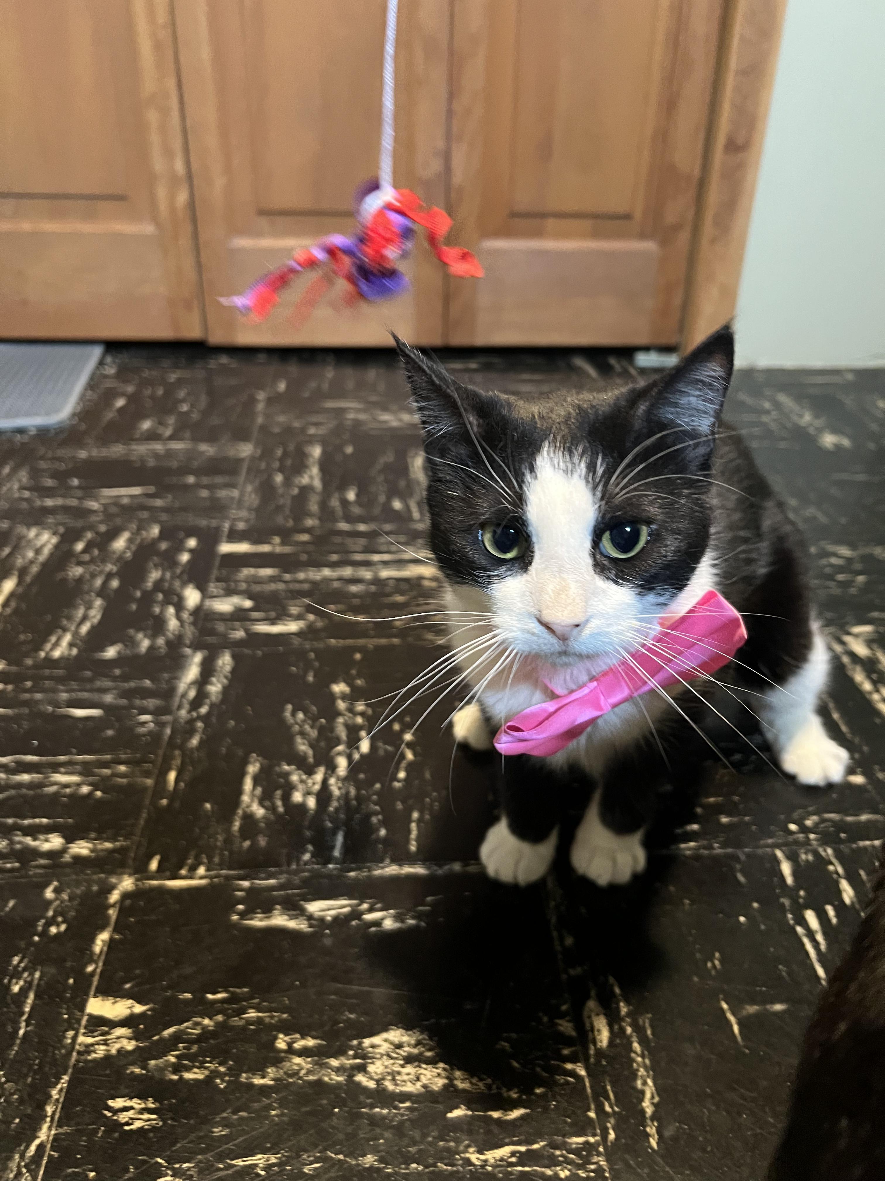 Ori (forever foster), a Adoptable Domestic Short Hair in West Lafayette, IN image 4/4