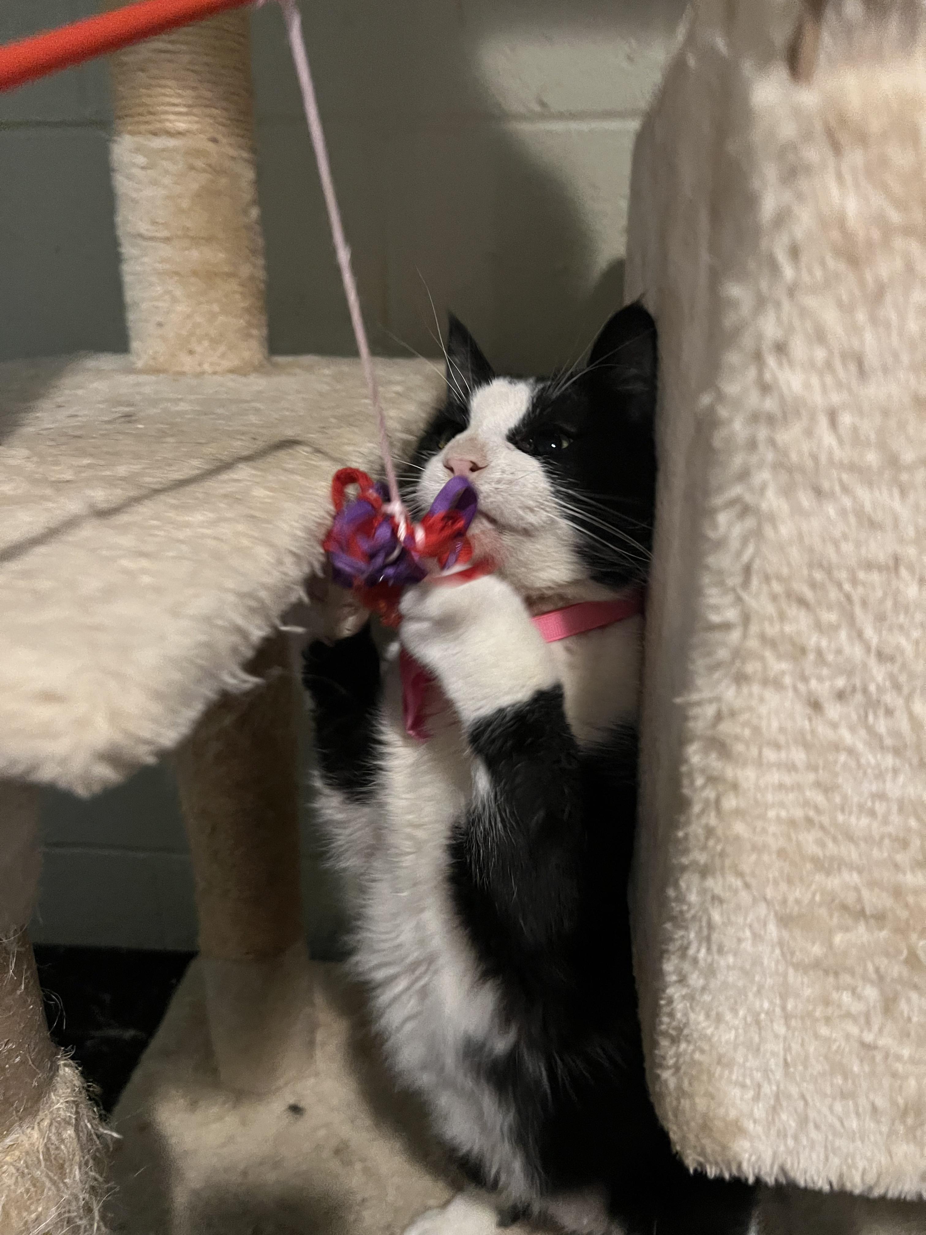 Ori (forever foster), Adoptable, Adult Female Domestic Short Hair.