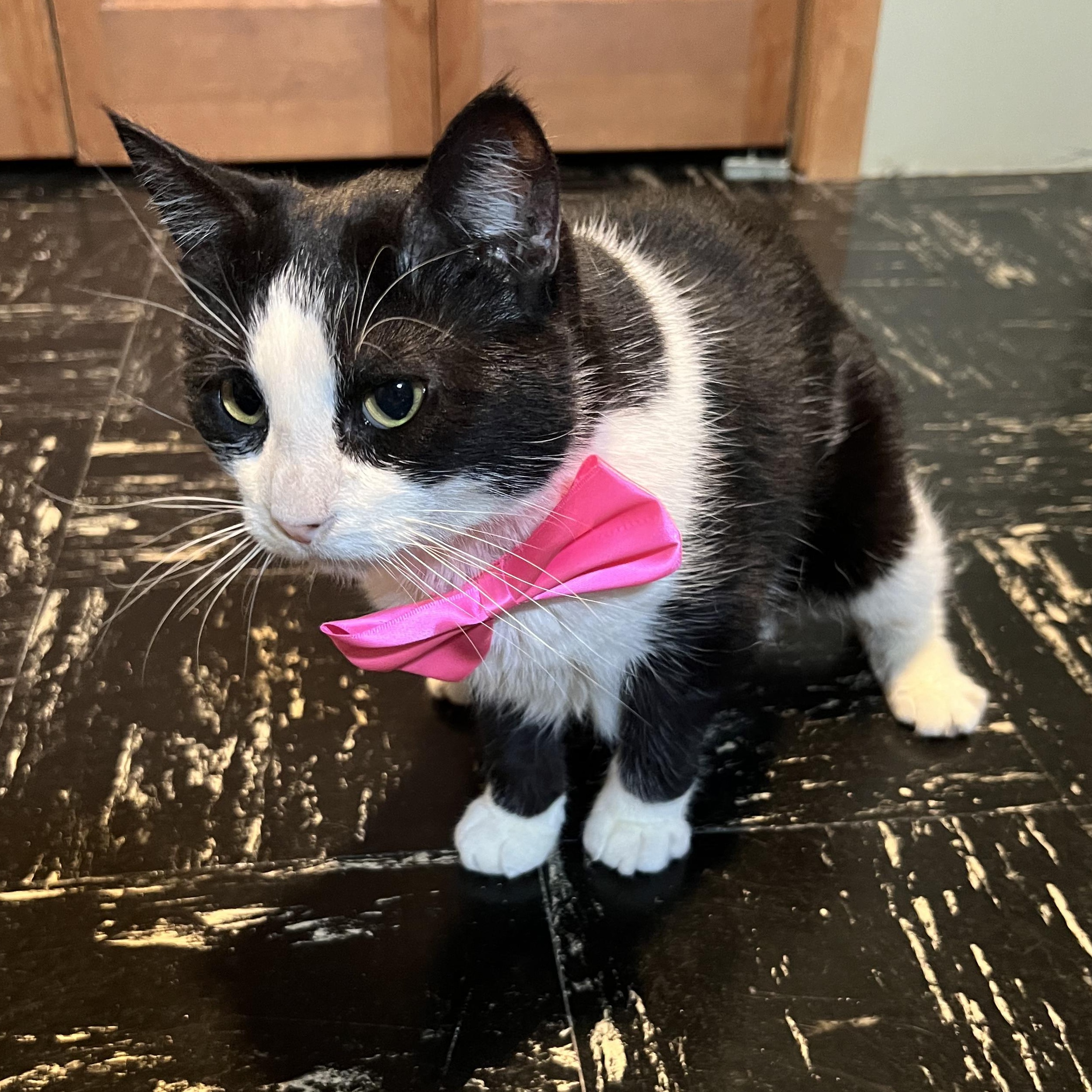 Ori (forever foster), a Adoptable Domestic Short Hair in West Lafayette, IN image 2/4