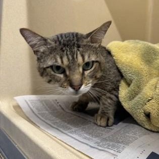 Smallz, adoptable, Adult Male Domestic Short Hair.