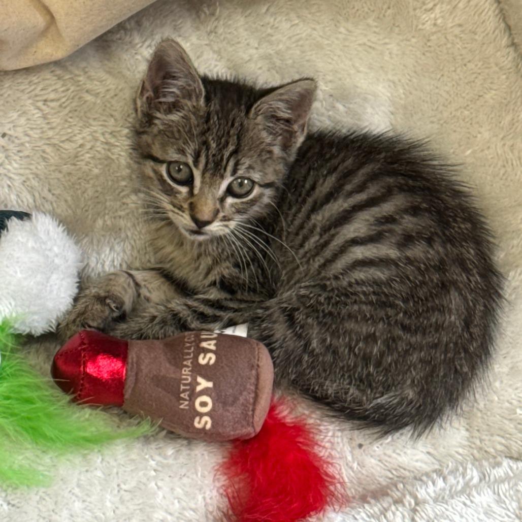 Enlarge Sesame, a Adoptable Domestic Short Hair in Beaumont, TX image 1/1