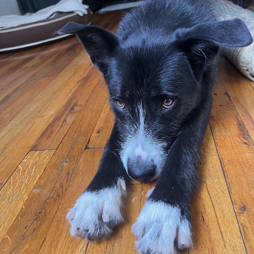 Enlarge Janie, a Adoptable mixed breed in Brooklyn, NY image 1/6