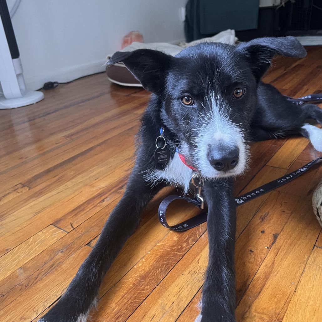 Enlarge Janie, a Adoptable mixed breed in Brooklyn, NY image 2/6