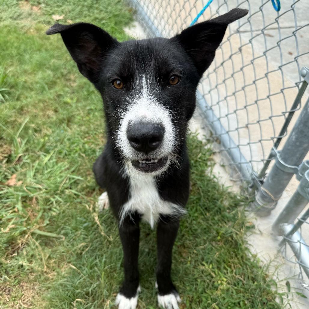 Enlarge Janie, a Adoptable mixed breed in Brooklyn, NY image 3/6