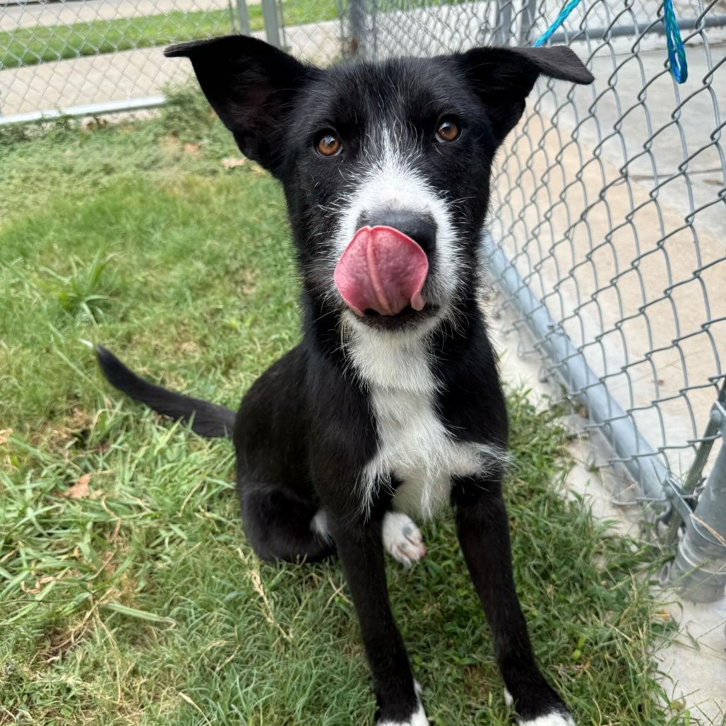 Enlarge Janie, a Adoptable mixed breed in Brooklyn, NY image 4/6