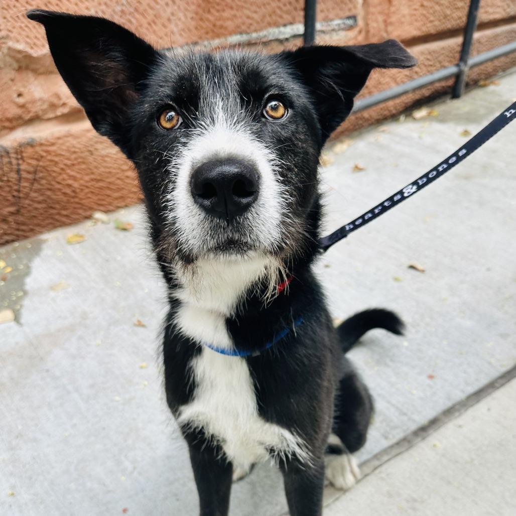 Janie, Adoptable, Young Female Terrier & Border Collie.